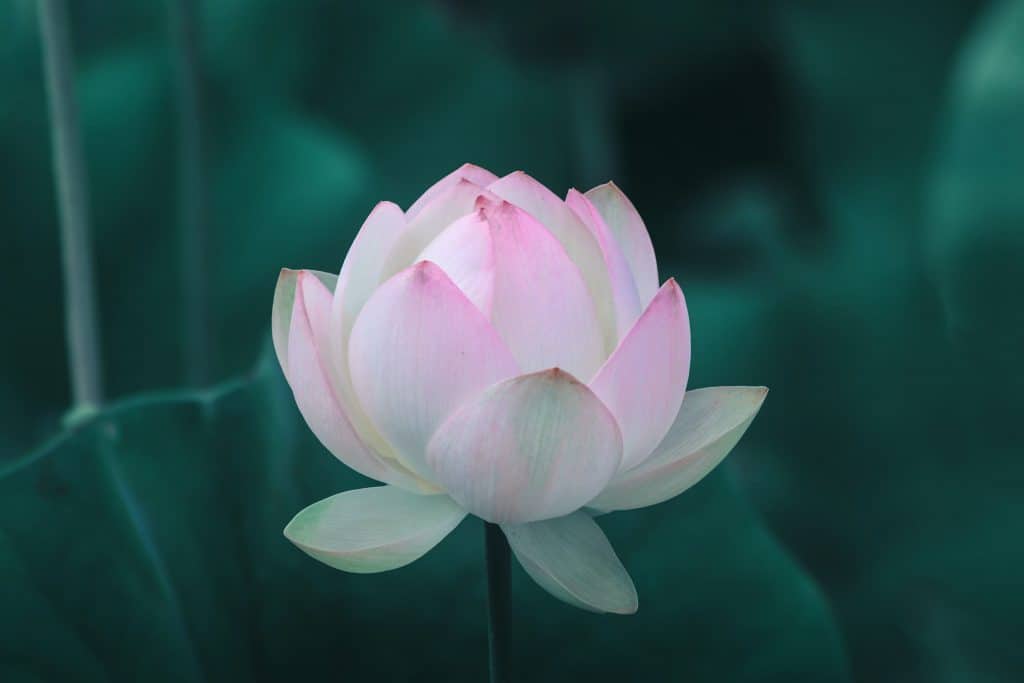 How to open or unblock all the chakras?