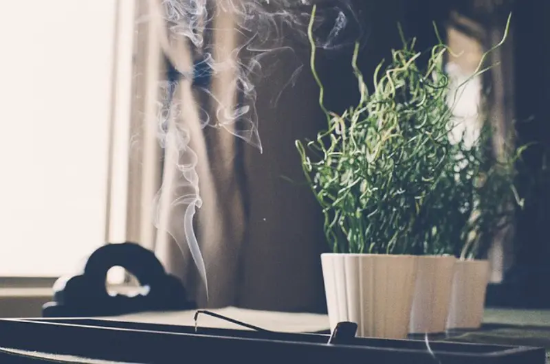 incense beside plant with thin smoke